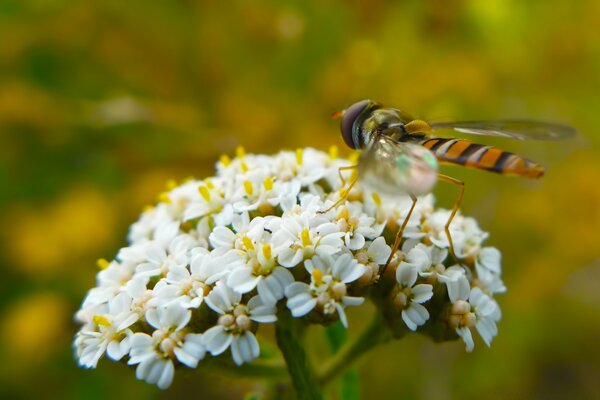 A bee on a flower in summer