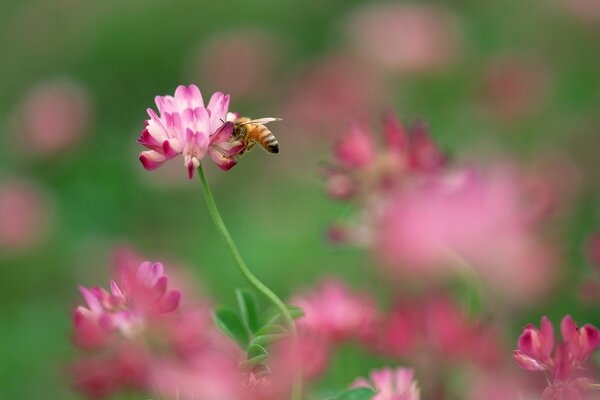 La abeja extrae miel del trébol