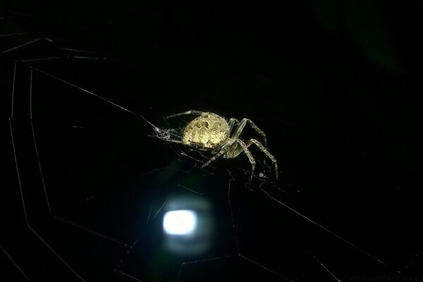 Spider on a web on a black background