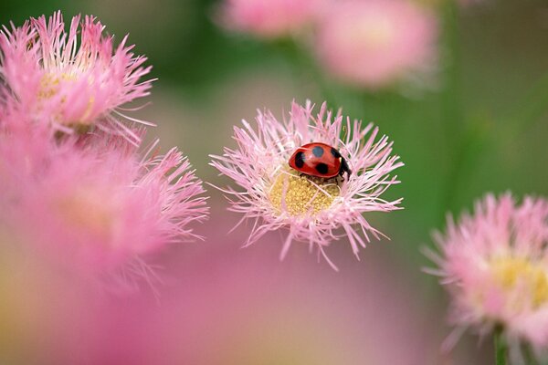 Marienkäfer auf einer rosa Blume