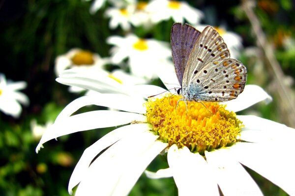 A multicolored butterfly sat down on a bright daisy