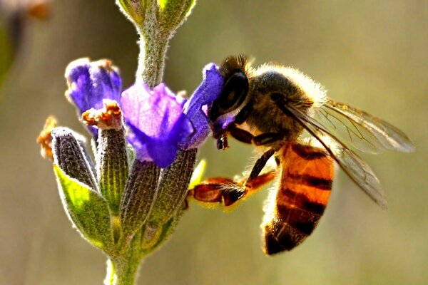 نحلة تستخرج الرحيق من زهرة