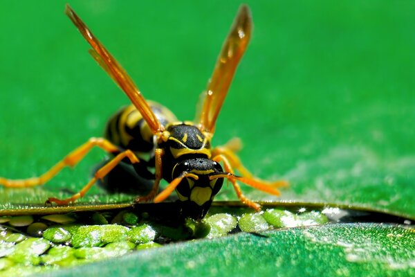 A bee on a leaf in summer