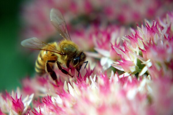 Abeille extrait le miel de la fleur