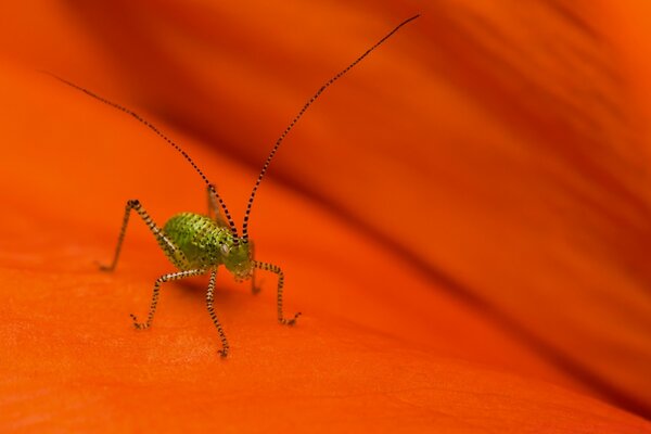 Insecto en la naturaleza