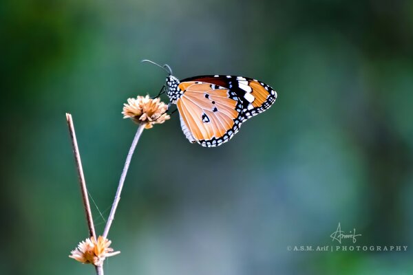 Pomarańczowy motyl na suchej trawie