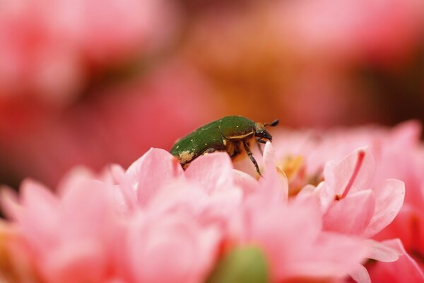 Coléoptère vert aux fleurs roses