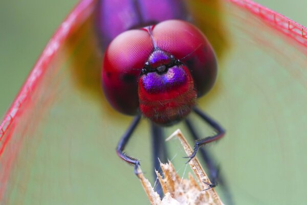 Nahaufnahme einer Libelle, die auf einer Pflanze sitzt