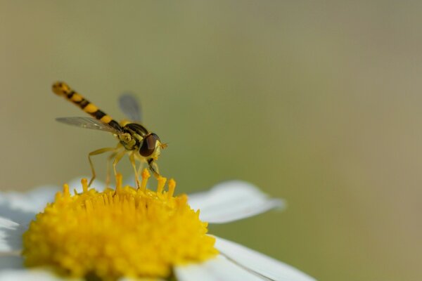 Libellule sur une fleur en été