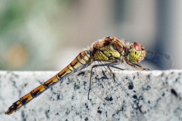 Beautiful dragonfly close-up