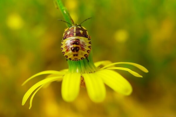 Insect on a flower in summer in nature