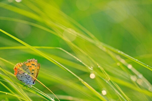 Foto von Flora auf dem Bildschirmschoner. Schmetterling