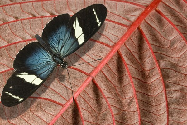 A butterfly sits on a leaf