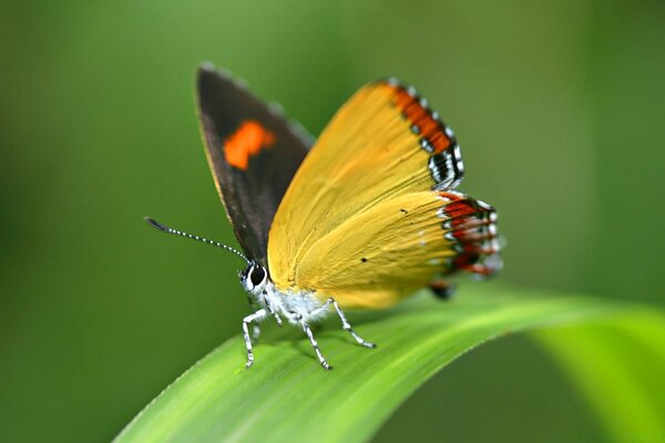 Les lépidoptères et le monde. Taille de papillon et de feuille