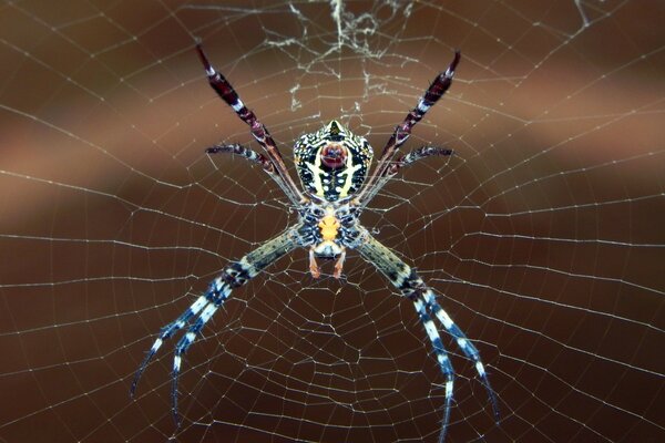 Aranha misteriosa faz teia de aranha