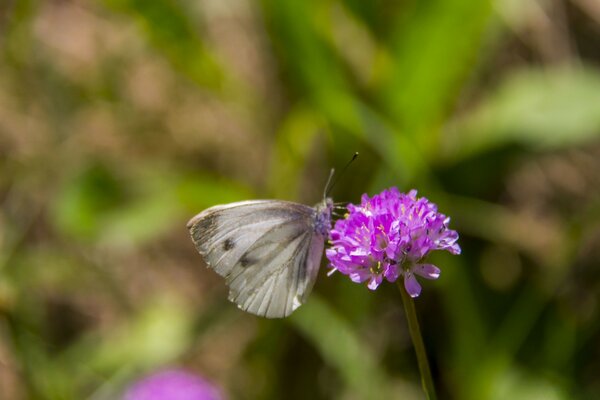 Ein Schmetterling sammelt Pollen von einer lila Blume