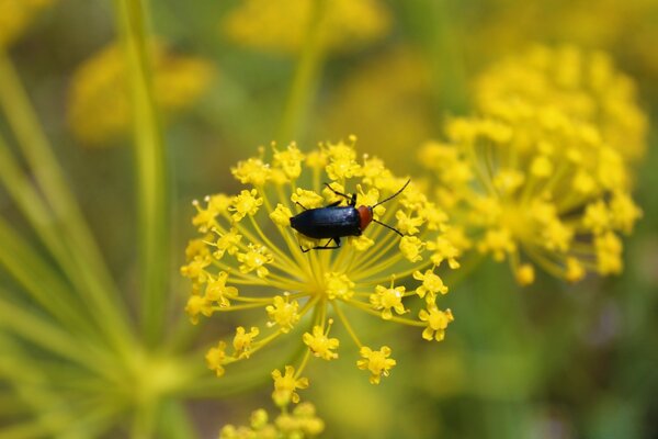 Lo scarabeo striscia sul fiore