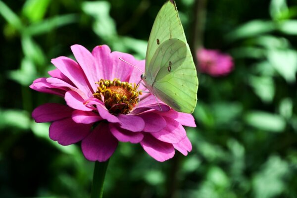 Repollo agachado en una flor fucsia