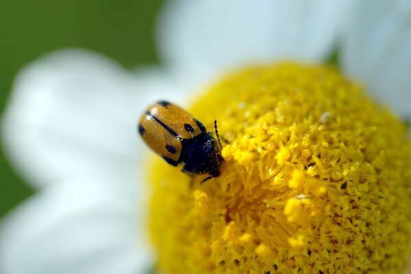 Marienkäfer sitzt auf einer Blume