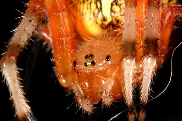 Araña parecida a un cactus