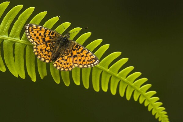 Mariposa abigarrada en una hoja verde