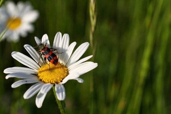 Verano: un insecto en una Margarita blanca