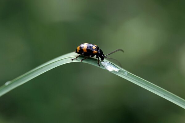 Petit Coléoptère sur un brin d herbe verte