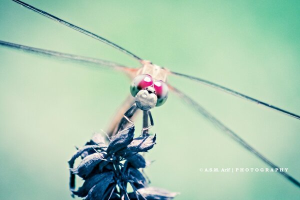 Dragonfly with red eyes on a flower