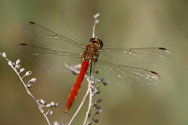 Libellule orange accroupie sur une branche