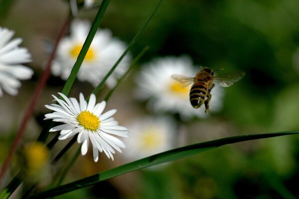 Bumblebee über weißer Kamille