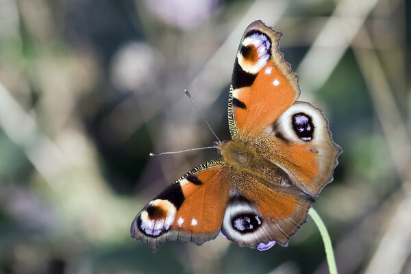 Orangefarbener Schmetterling auf grüner Pflanze