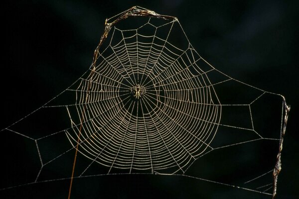 Spinne webte ein Spinnennetz auf einem Ast