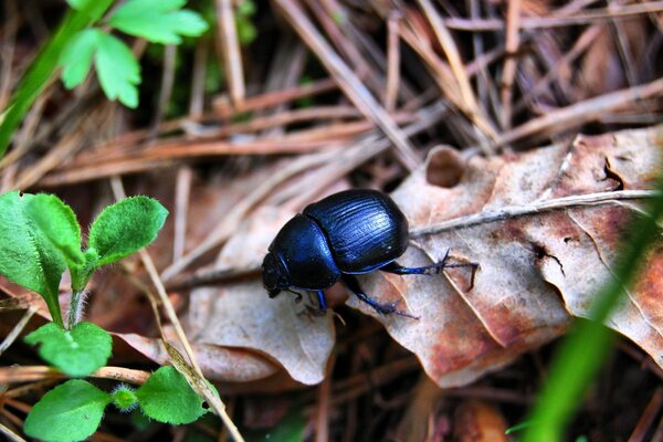 Escarabajo en la naturaleza en otoño