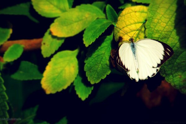 Biały motyl na zielonych liściach