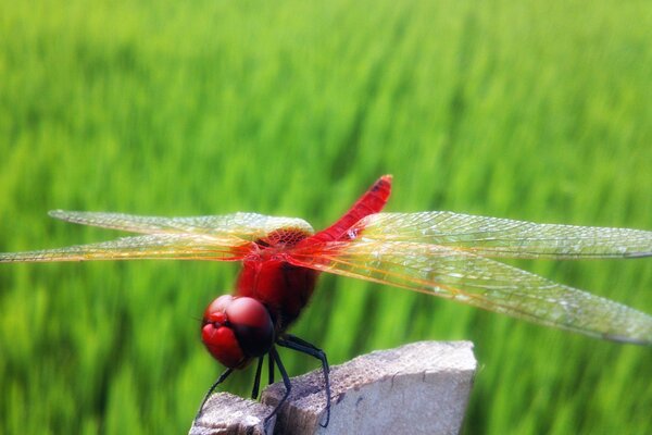 Fliegende Libelle über das Feld