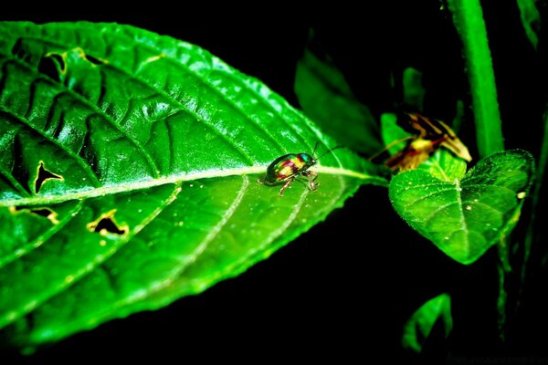 An insect on a green leaf