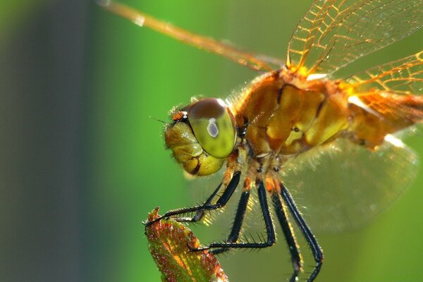 Dragonfly on a plant close-up