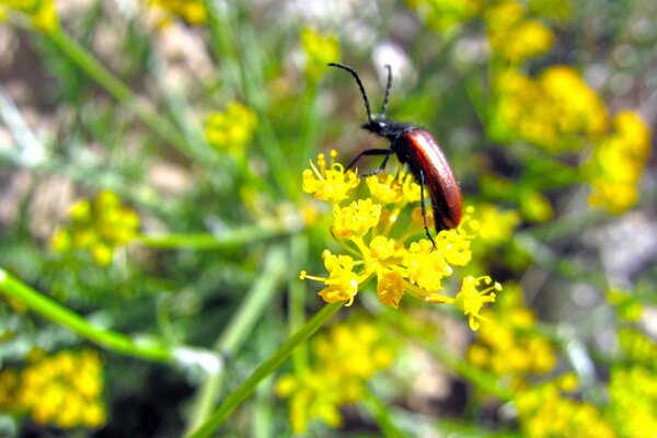 Der Käfer landete auf einer gelben Blume