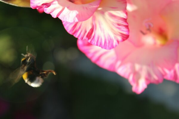 Calabrone accanto al fiore rosa