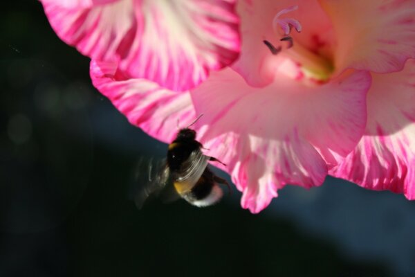 Abejorro pesado ruidoso en una flor de encaje rosa