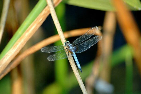 Blue dragonfly with transparent wings