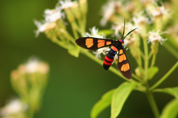 Insecte en été sur le feuillage