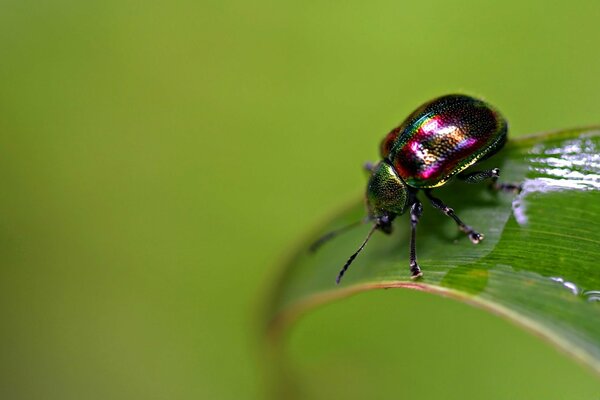 Coleottero multicolore su foglia verde