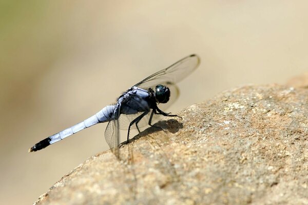 A beautiful dragonfly is sitting on a stone