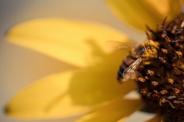 A bee pollinates a yellow sunflower