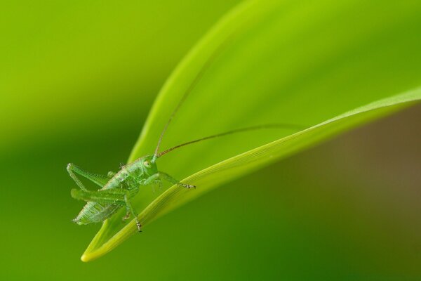 A grasshopper on a green leaf. Nature