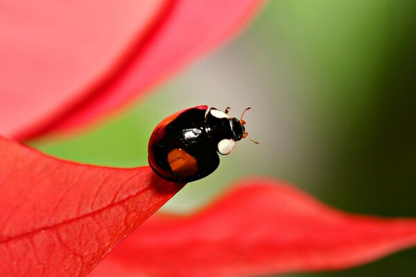 Black beetles with red spots