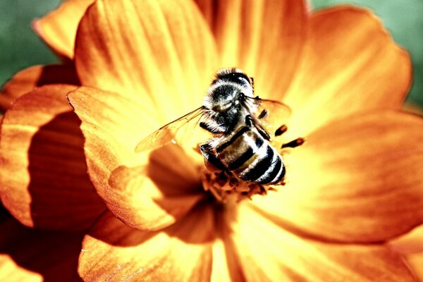 Una abeja poliniza una hermosa flor