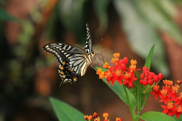 Wildlife. A zebra-colored butterfly