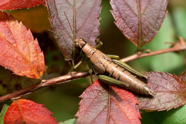 Braune Heuschrecke auf Herbstlaub